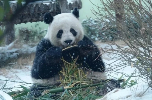 Panda Xiao Ya 7