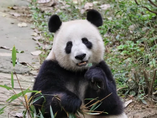 Panda Xiao Ya Tou 16