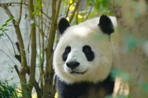 Panda Xiao Ya Tou 19