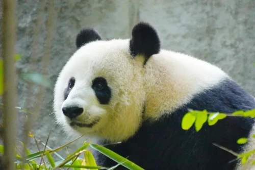 Panda Xiao Ya Tou 20