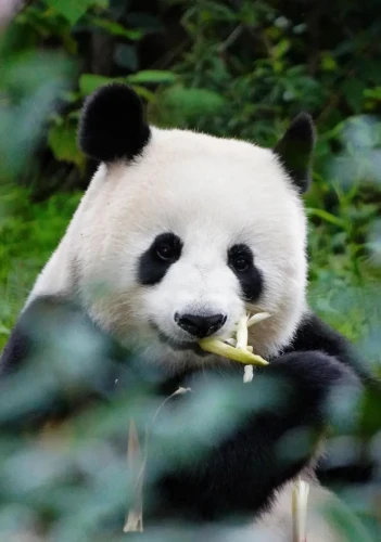 Panda Xiao Ya Tou 21