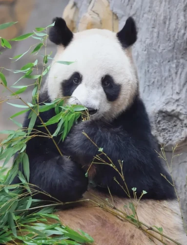 Panda Xin Bao (xin Xiao Ye) 1