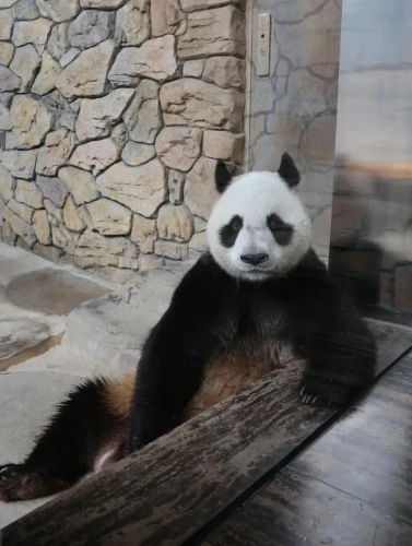 Panda Xin Bao (xin Xiao Ye) 3