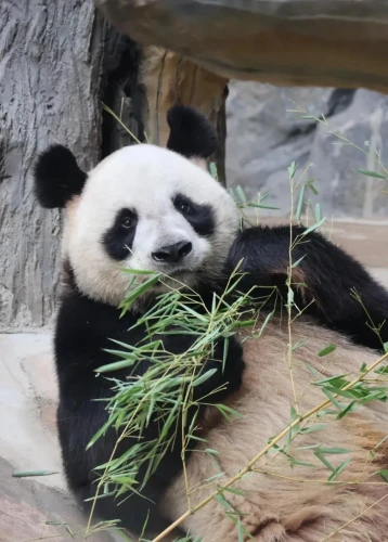 Panda Xin Bao (xin Xiao Ye) 4