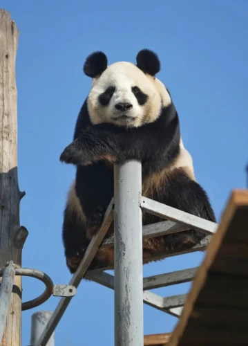 Panda Xin Bao (xin Xiao Ye) 5