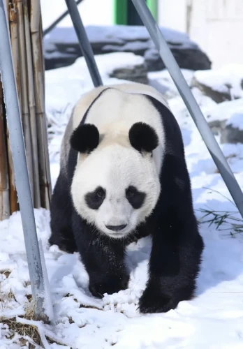 Panda Xin Bao (xin Xiao Ye) 7