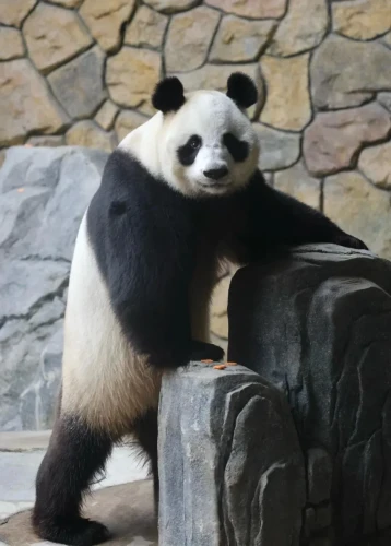 Panda Xin Bao (xin Xiao Ye) 8