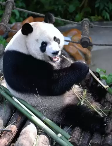 Panda Xing Bao 1