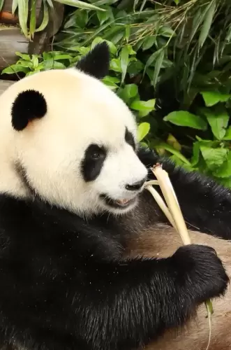 Panda Xing Bao 10