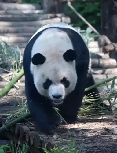 Panda Xing Bao 3