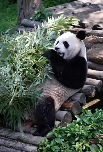 Panda Xing Bao 5