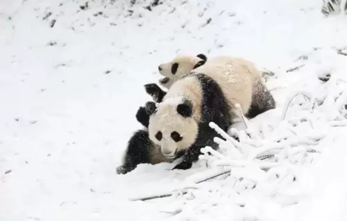 Panda Xing Cheng 9