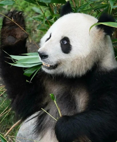 Panda Xing Er 4