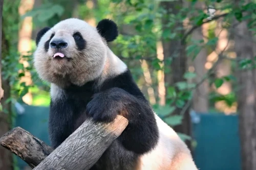 Panda Xing Guang 18