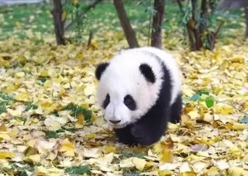 Panda Xing Guang 5