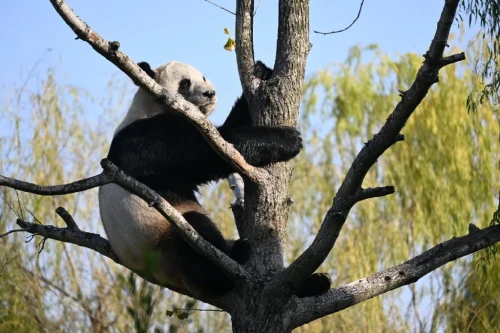 Panda Xing Hui 11