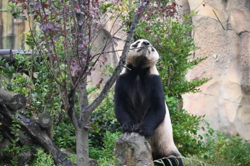 Panda Xing Hui 12
