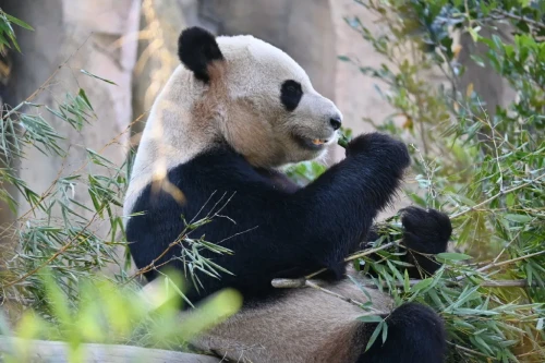 Panda Xing Hui 13