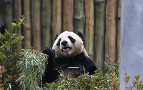 Panda Xing Hui 4