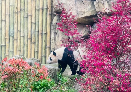 Panda Xing Hui 5