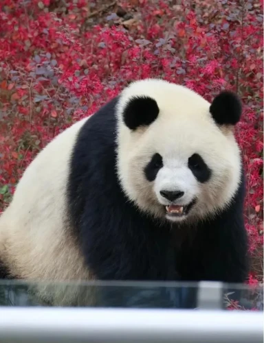Panda Xing Qiu 1