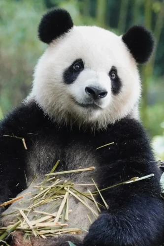 Panda Xing Qiu 4