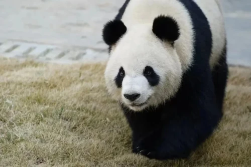 Panda Xing Qiu 5