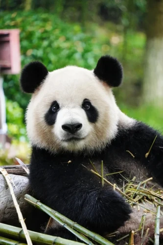 Panda Xing Qiu 6