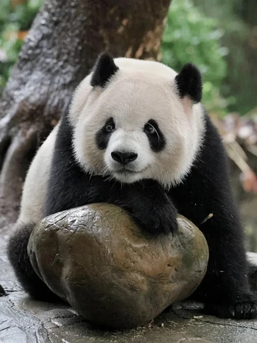 Panda Xing Qiu 7