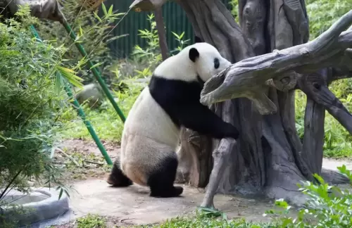 Panda Xing Yi 17