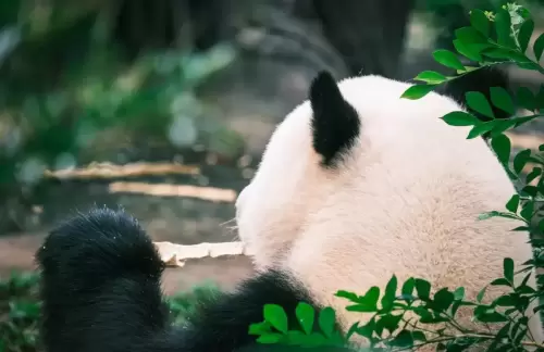 Panda Xing Yi 3