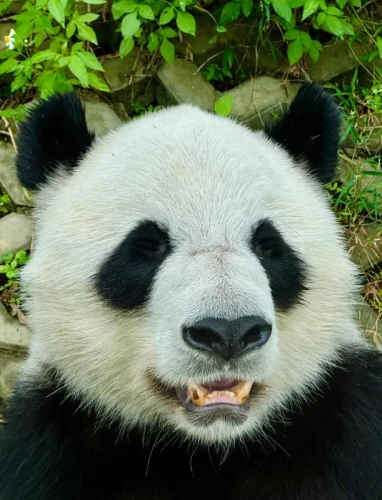 Panda Xing Yuan 2