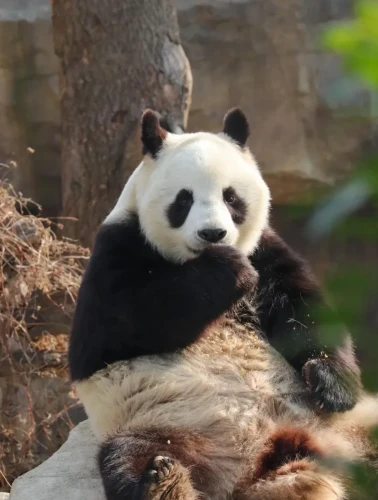 Panda Ya Jun 17