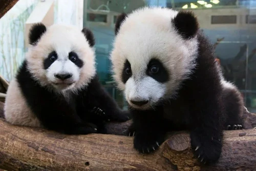 Panda Ya Lun 6
