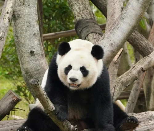 Panda Ya Nan 2