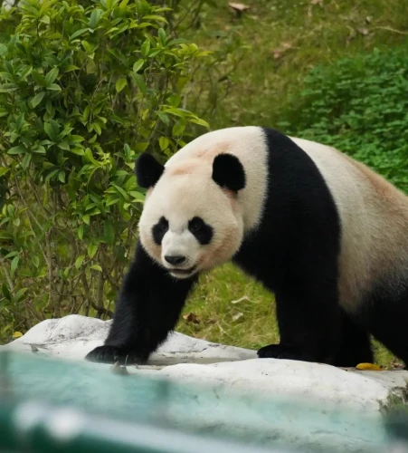 Panda Ya Nan 5