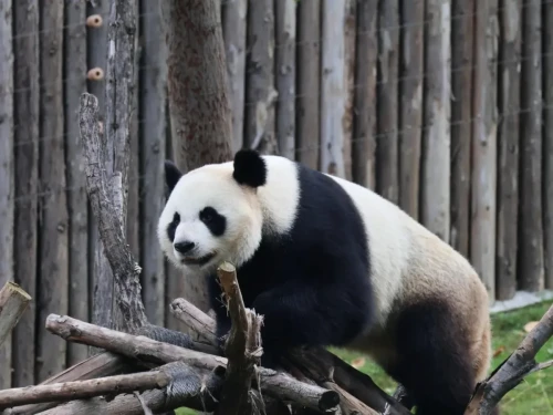 Panda Ya Nan 6