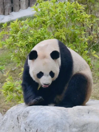 Panda Ya Nan 7