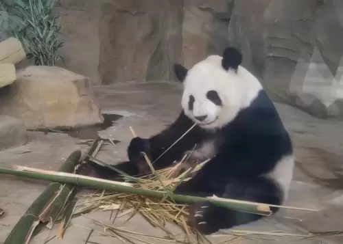 Panda Ya Shuang 1
