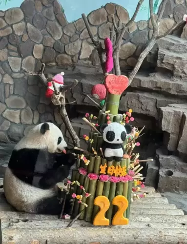 Panda Ya Shuang 10