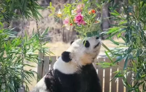 Panda Ya Shuang 5