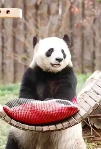 Panda Ya Shuang 6