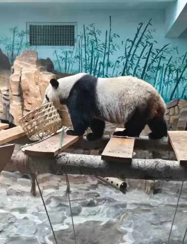 Panda Ya Shuang 9