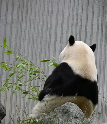 Panda Ya Xing 10