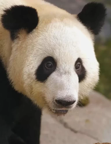 Panda Ya Ya 9