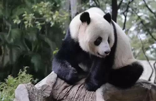 Panda Ya Yi 1