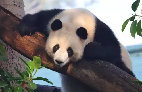 Panda Ya Yi 3
