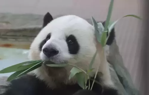 Panda Ya Yi 4