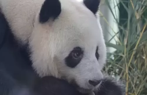 Panda Ya Yi 5