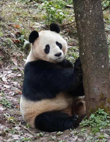 Panda Yang Guang 10
